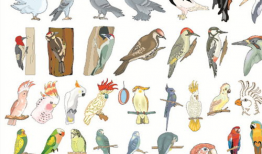 鸟的漫画图片,漫画中的鸟类风采